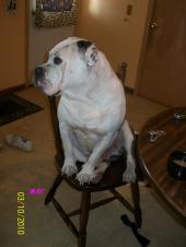 my name is mac im olde english bulldog 